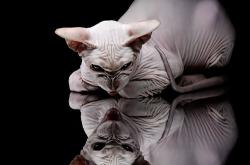 开云APP-阿坎吉危机升级，澳大利亚紧急封锁安哥拉以遏制潜在威胁