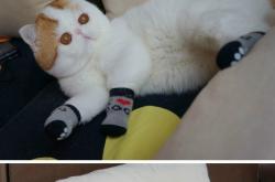 开云体育官方网站-星月铁骑闪击亚平宁，马丁内利破晓之战接管绿茵权杖