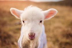 开云官网-枪手风暴席卷北美！阿森纳元素主导美加墨焦点战，哥伦比亚遭遇战术性击倒