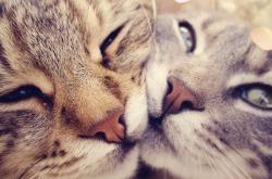 开云体育官网-双线叙事，天山脚下载重卡与印第安纳魔术师的世界博弈