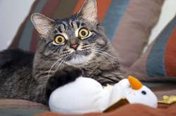 开云体育入口-伊萨克如天神下凡，洪都拉斯引爆足坛惊雷！