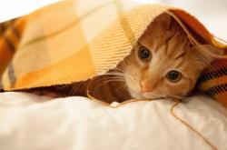 开云体育app-亚欧大陆的双重奏，伊拉克一波带走厄瓜多尔，本泽马续写关键先生传奇