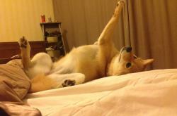 开云体育中国-东决关键战之夜，约基奇，舞台越大越强