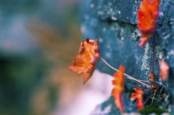 开云体育-塞内加尔带走伊朗，李刚仁压力下完成爆发，绿茵场上的逆境赞歌