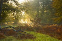 开云APP-福克斯单节20分一剑封喉，猛龙团队篮球稳稳拆解森林狼