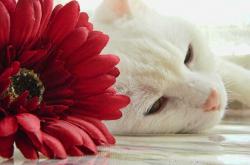 开云下载-新王初立！世界杯之夜英格拉姆撕裂夜空，统治级数据宣告时代更迭