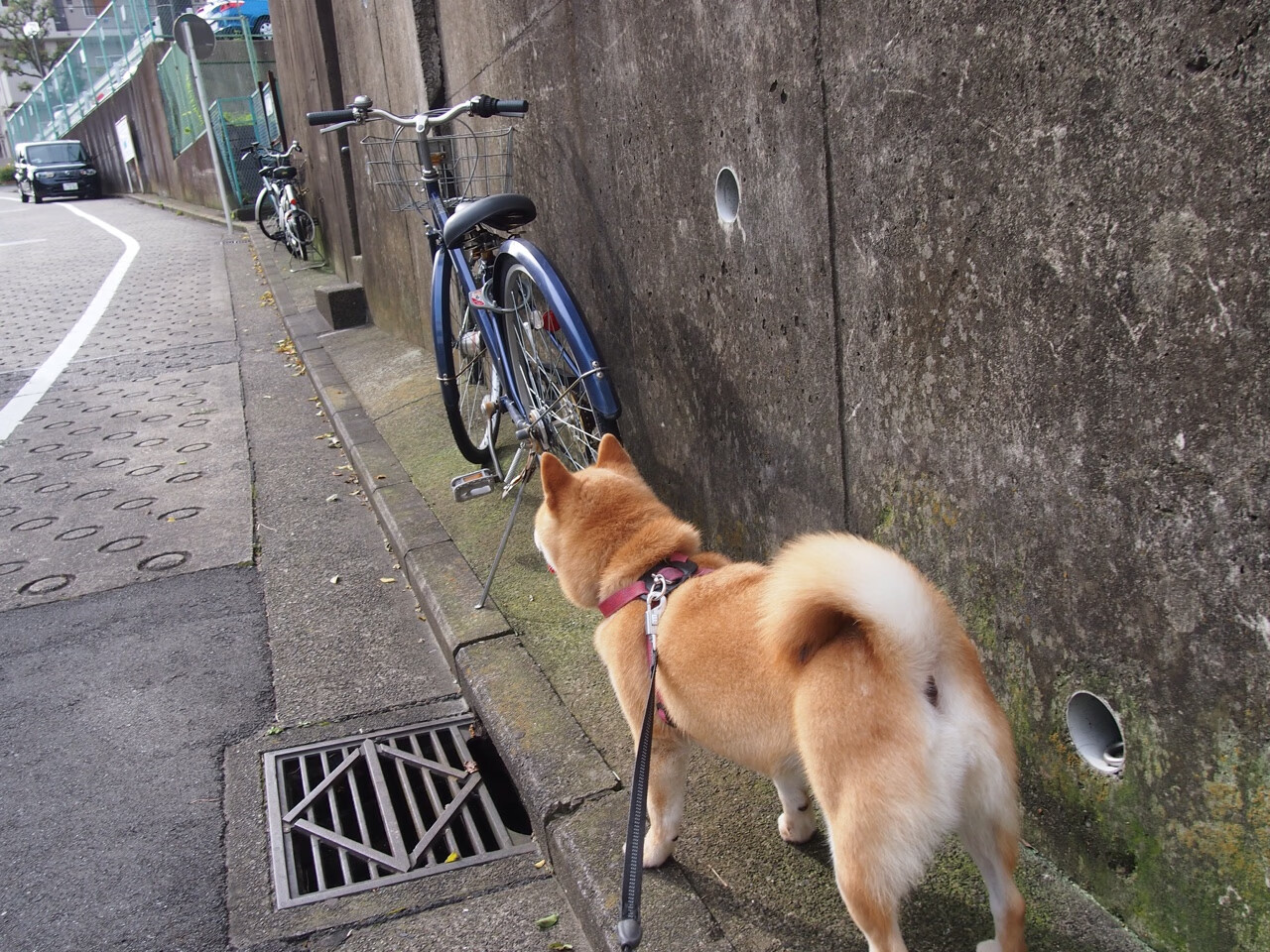 西决生死战之夜，勒布朗·詹姆斯，大场面先生的终极颂歌