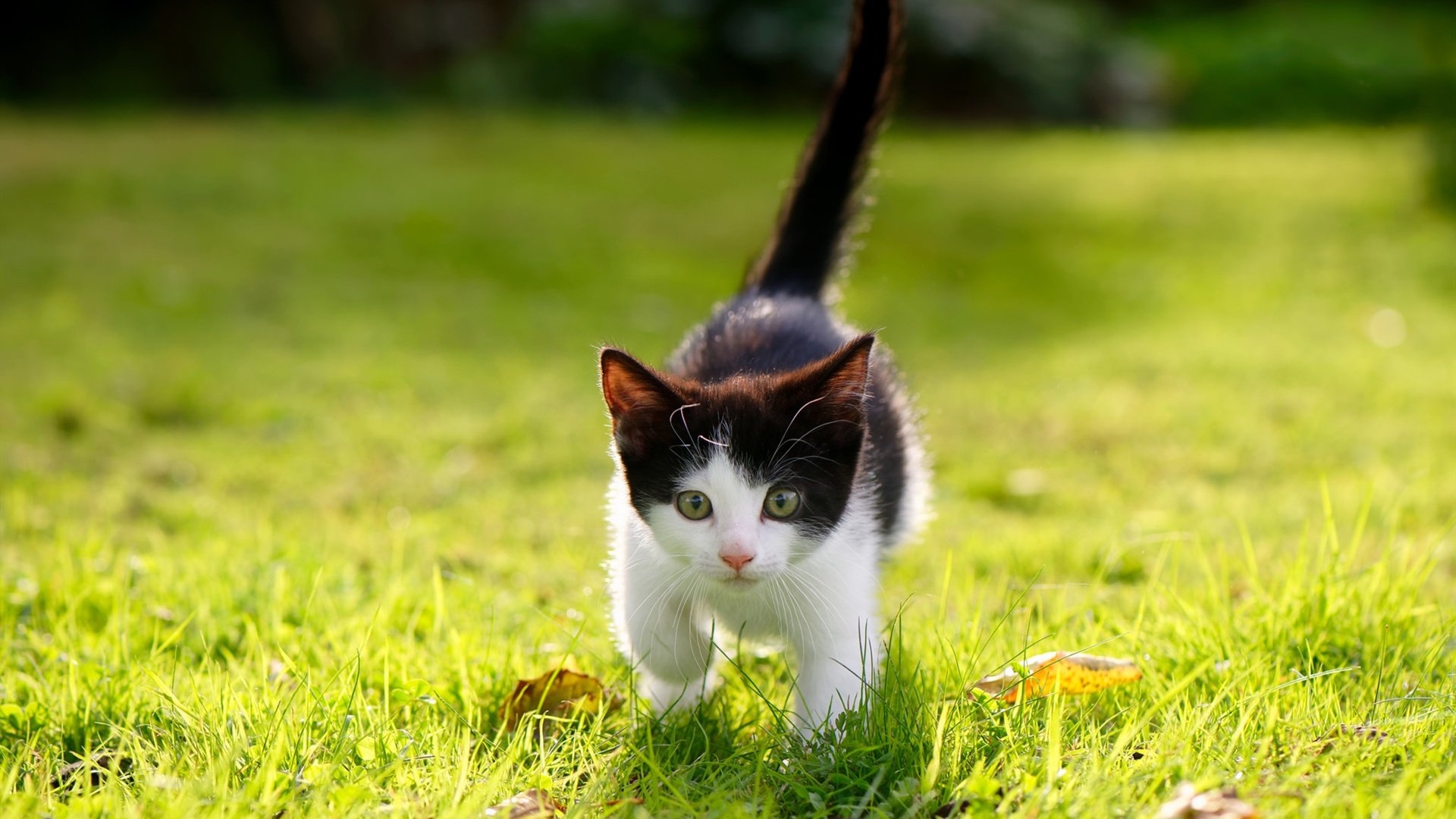 拉亚存在感拉满难挽败局，巴西力克摩纳哥展现实力压制