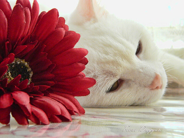 新王初立！世界杯之夜英格拉姆撕裂夜空，统治级数据宣告时代更迭