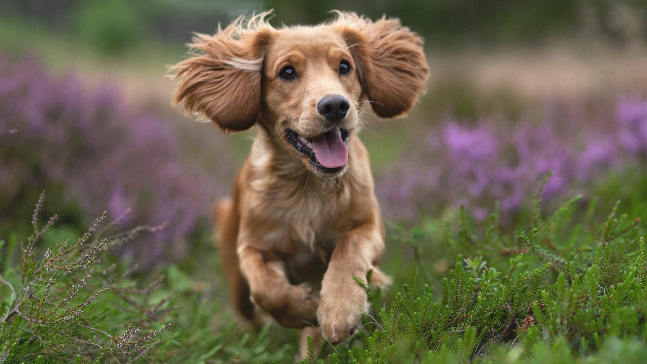 美加墨世界杯焦点战，加拿大击溃南非，北美足球崛起新篇章