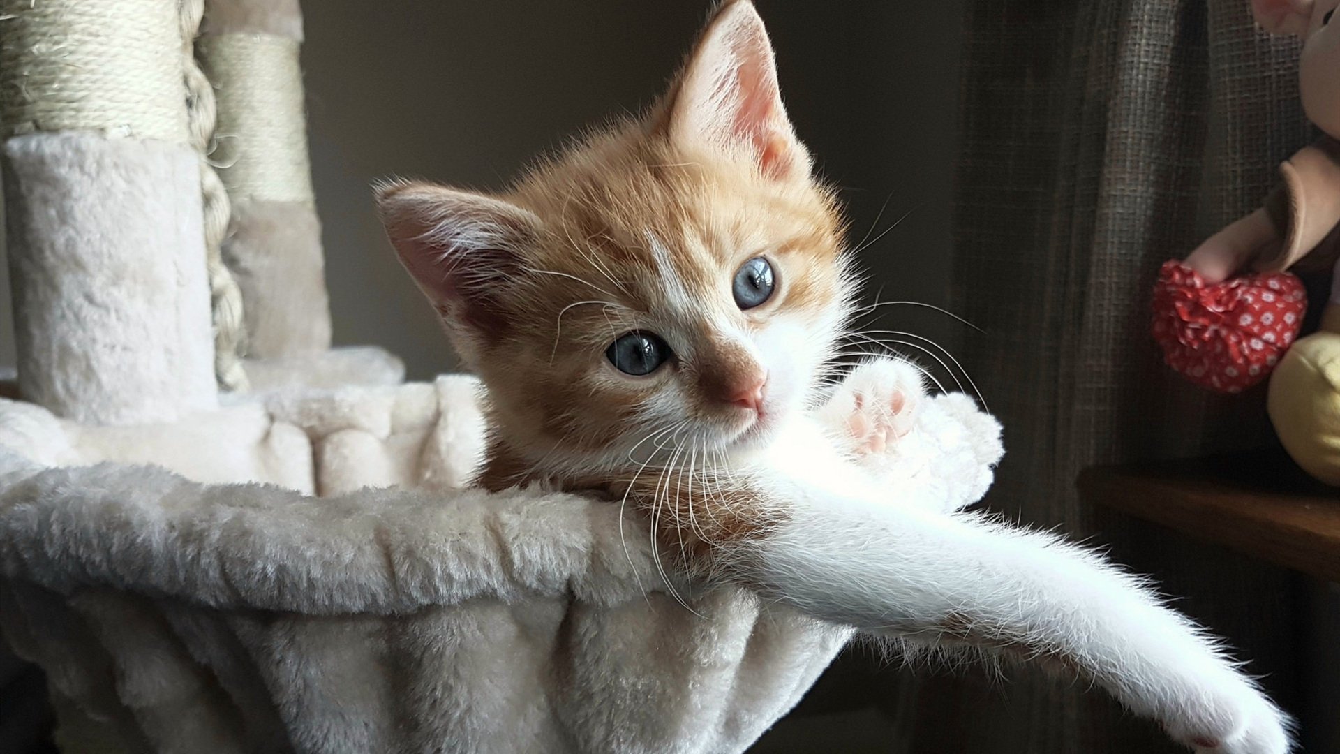 F1年度争冠之夜，莫兰特的表现，恰如赛道上的完美攻略