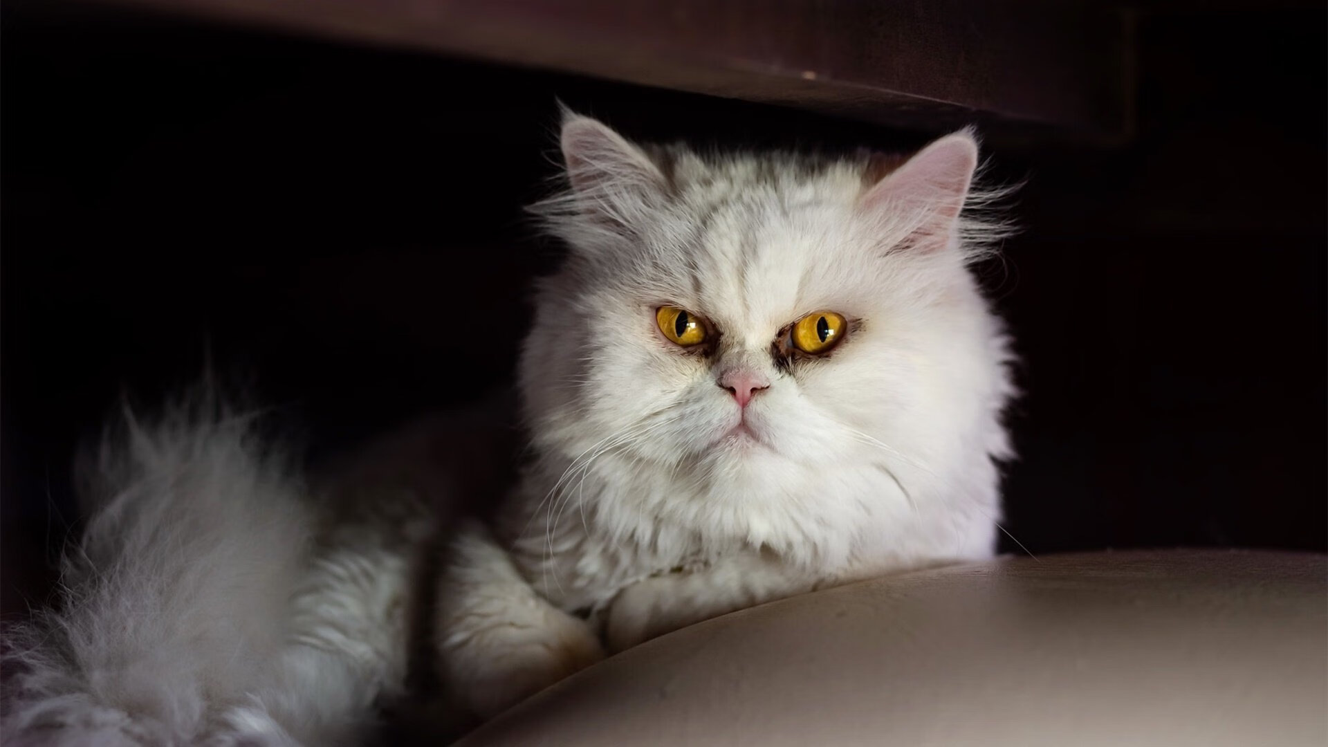 压力之下见真章，班凯罗爆发引领爵士战胜太阳