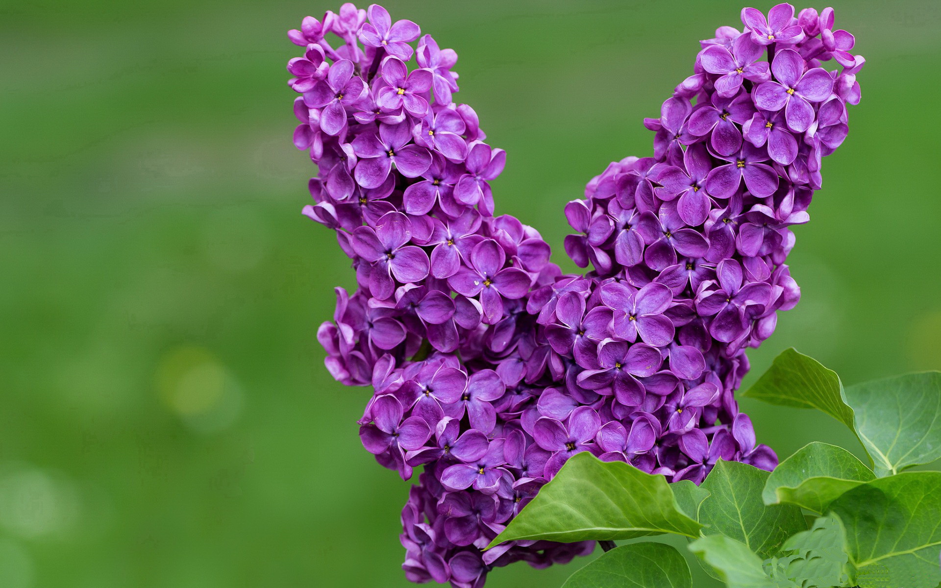当深圳的霓虹遇见密尔沃基的雪，字母哥用稳定输出诠释何为世界级