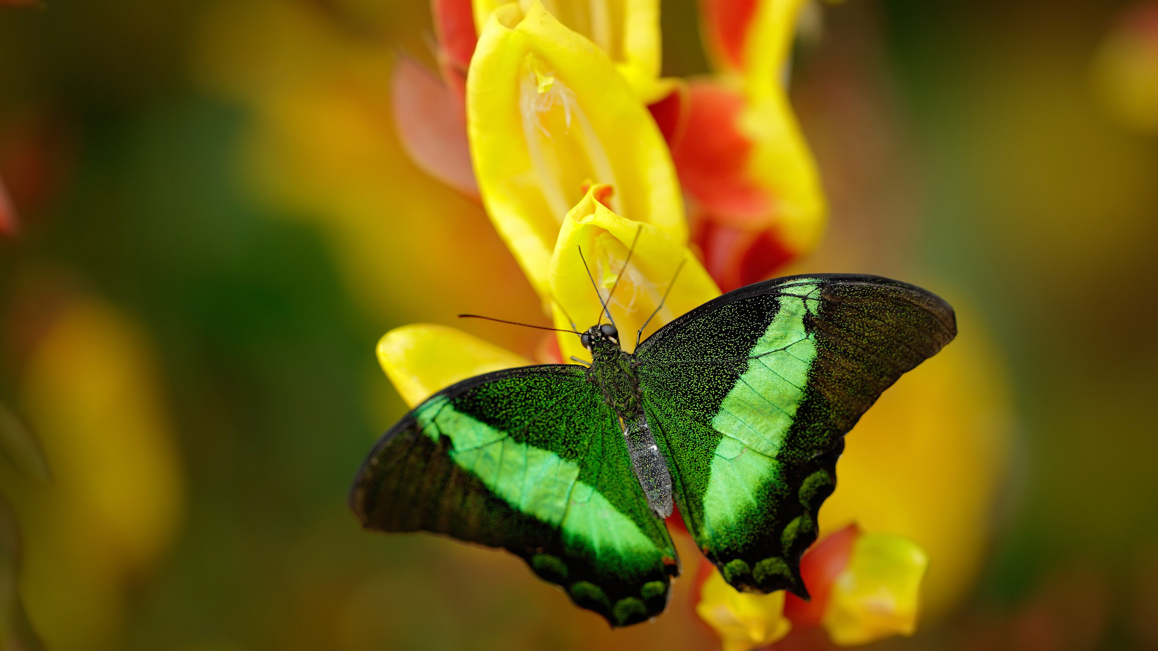 当引擎轰鸣遇见篮球呼啸，现代竞技的火力压制哲学