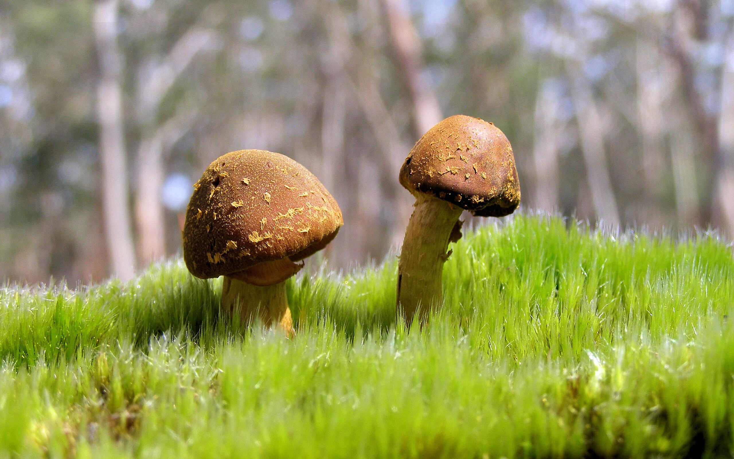 轰鸣的逆袭，F1街道赛之夜，坎特用实力击碎旧秩序