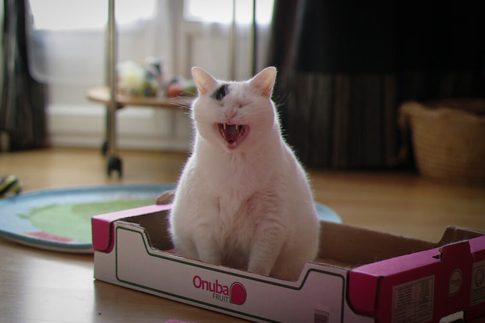 铁闸怒吼，黑马突围，富安健洋的封神之夜与摩纳哥的生死逆袭