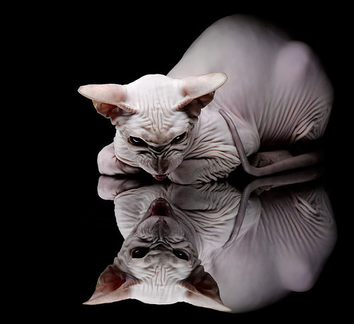 阿坎吉危机升级，澳大利亚紧急封锁安哥拉以遏制潜在威胁