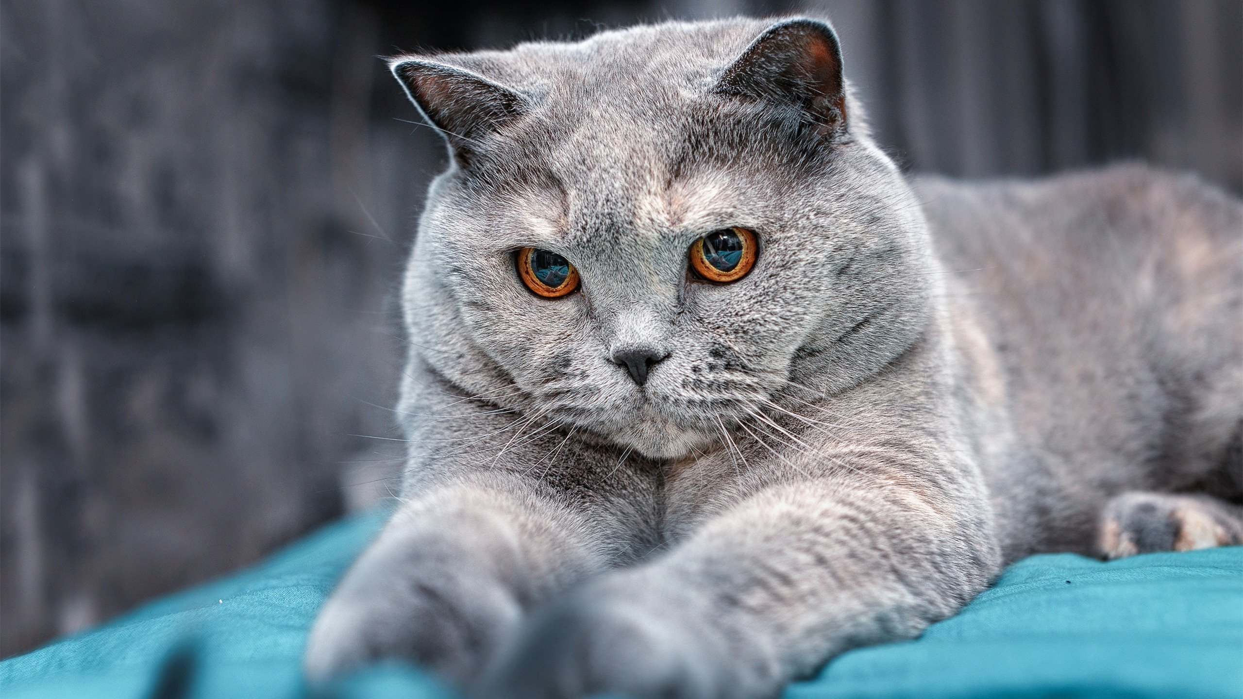 起风了！杰伦·格林世界排名战独舞，黄蜂险胜76人背后的全球风暴