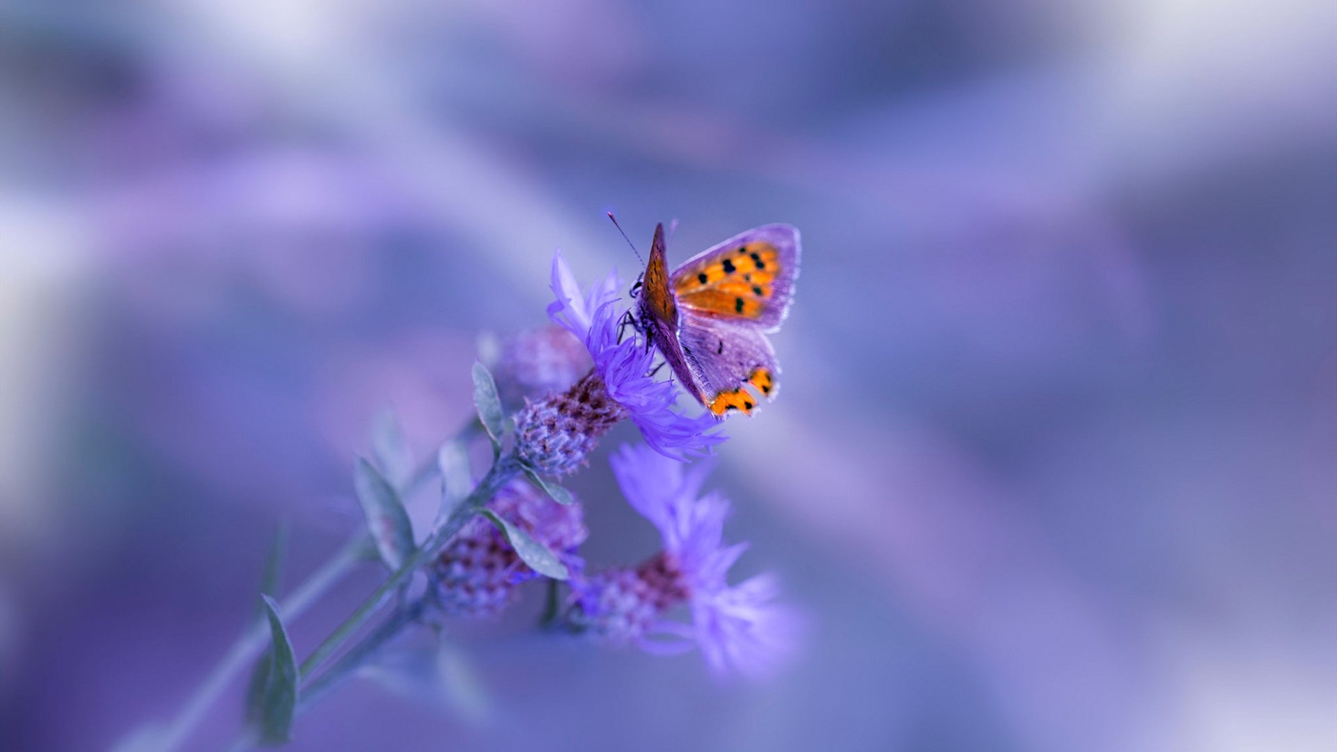 猛龙关键战力克广东,班凯罗决胜时刻展巨星风采