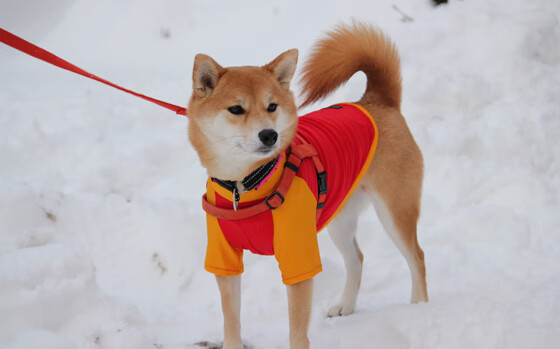 双子星闪耀，阿尔瓦雷斯爆发与突尼斯踏平阿尔及利亚的双重震撼