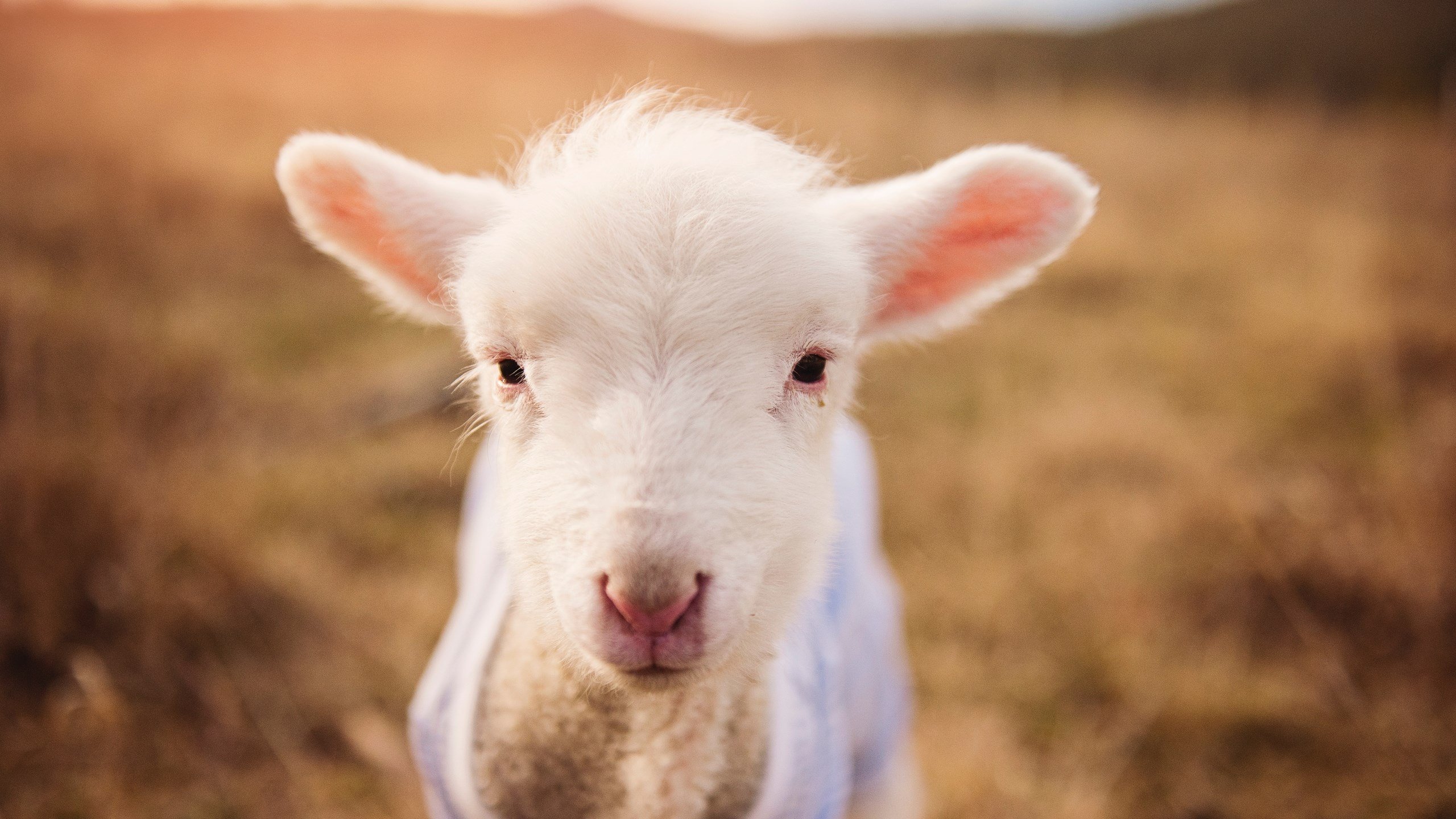 小贾伦·杰克逊独砍43分率开拓者加时擒魔术,新生代内线之光点燃赛场