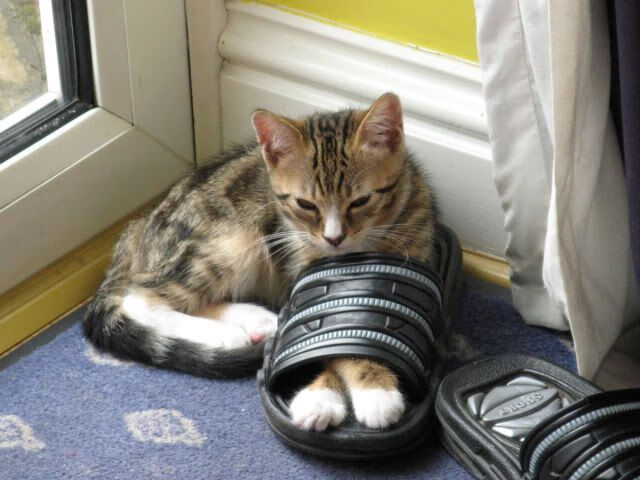 绝杀之夜，当欧洲之巅的鏖战遇上NBA的最后一秒