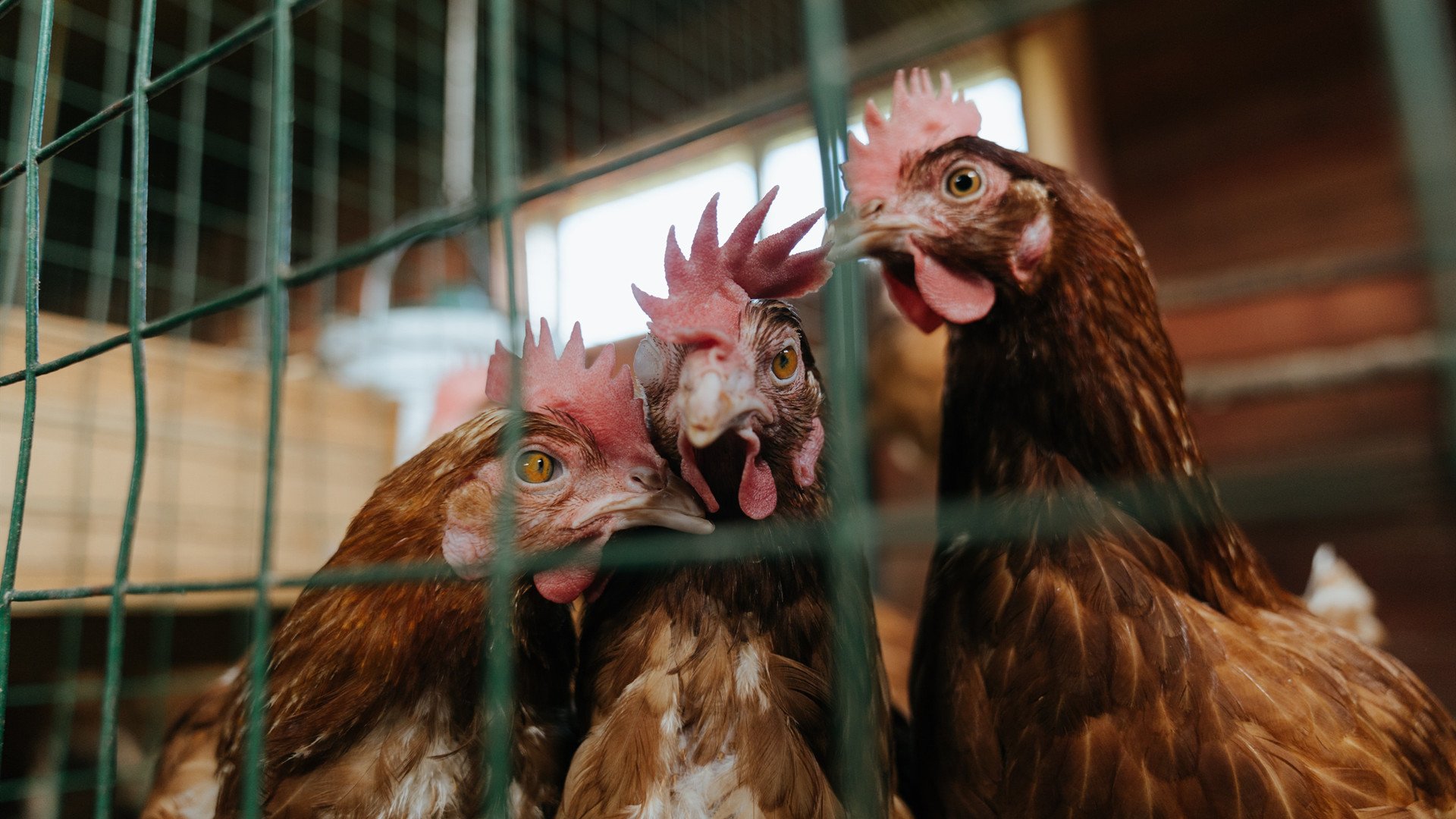 帕尔默导演梦剧场之夜，国际米兰掀翻莱比锡红牛，谁才是真正的主角？