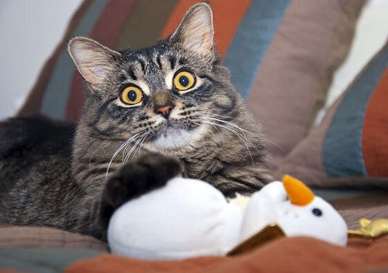 伊萨克如天神下凡,洪都拉斯引爆足坛惊雷!