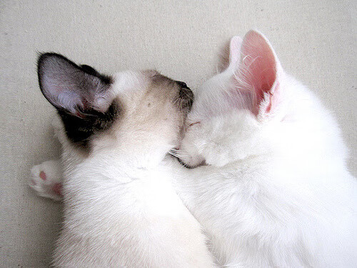 夜袭者，东决关键战，格列兹曼冷血拔剑