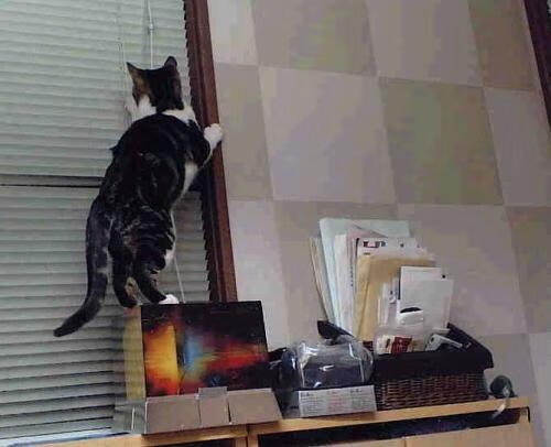 安哥拉黑旋风席卷希腊，加维高能输出谱写非洲篮球新篇